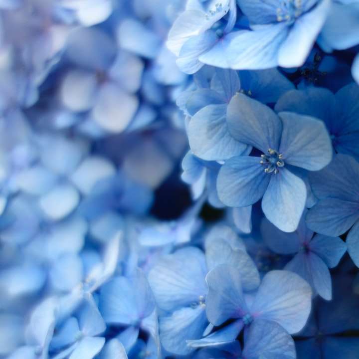 青い花びらの花のクローズアップ写真 スライディングパズル・オンライン