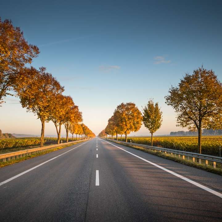 long straight road with trees on the side online puzzle