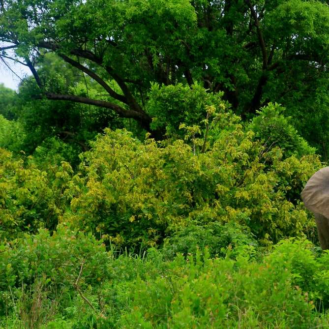 szary słoń w pobliżu drzew w ciągu dnia puzzle online