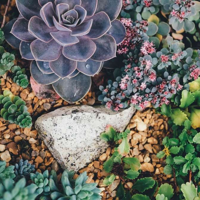 pedra cinza rodeada de plantas suculentas puzzle deslizante online
