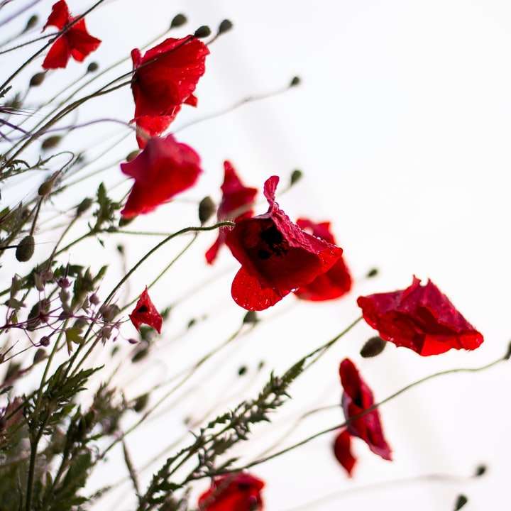 makrofotografering av röda blommor Pussel online