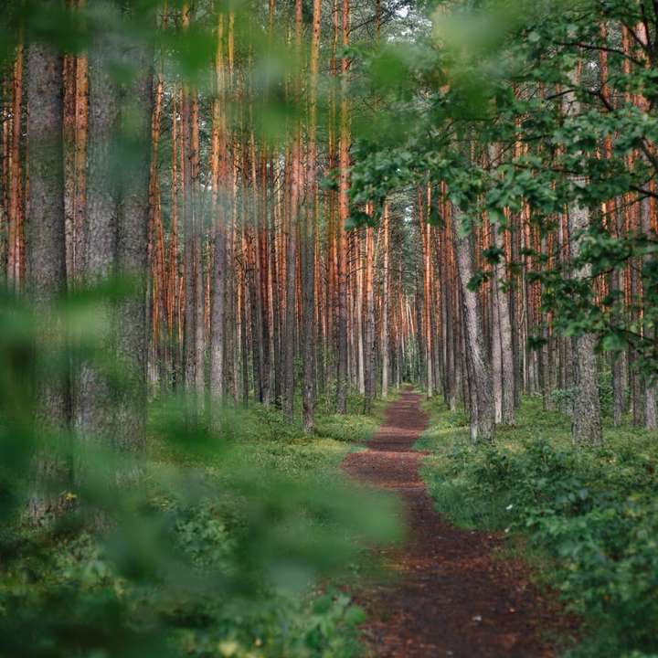 grön skog under dagtid glidande pussel online