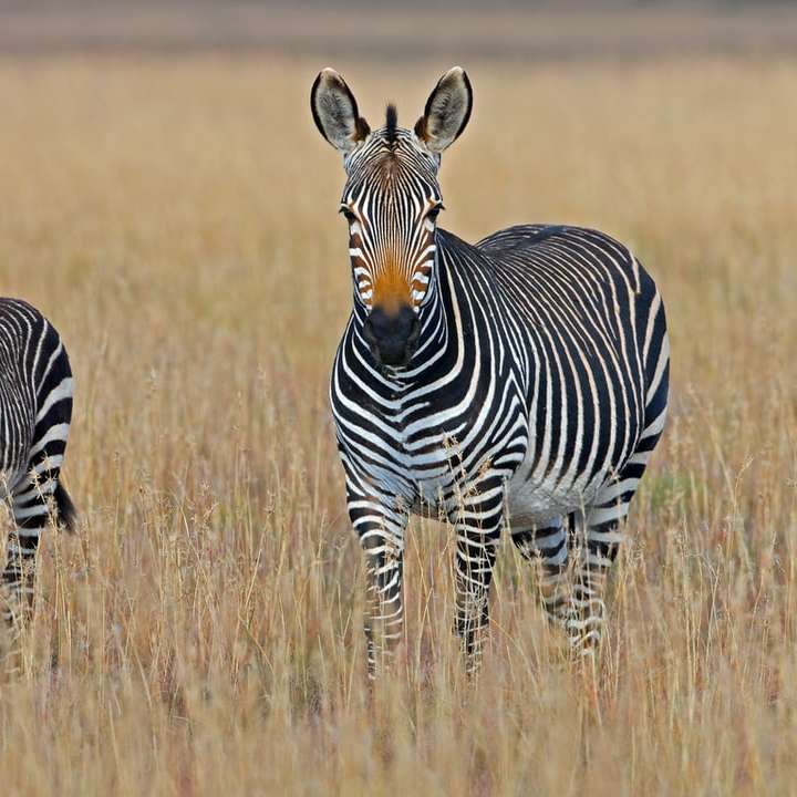 two zebra standing on brown grass field sliding puzzle online