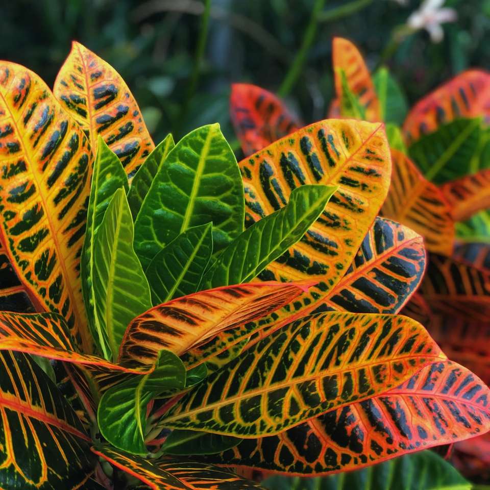 green and yellow leaves plant online puzzle