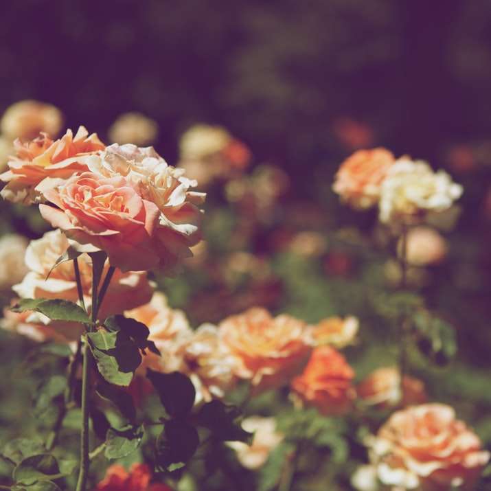 campo di fiori dai petali d'arancio puzzle scorrevole online
