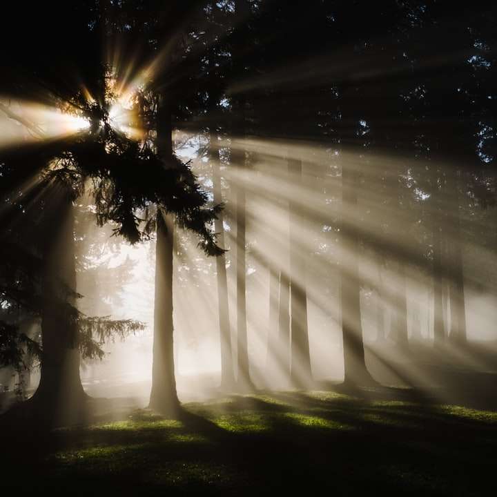 Sonnenstrahlen durch die Silhouette von Bäumen Online-Puzzle
