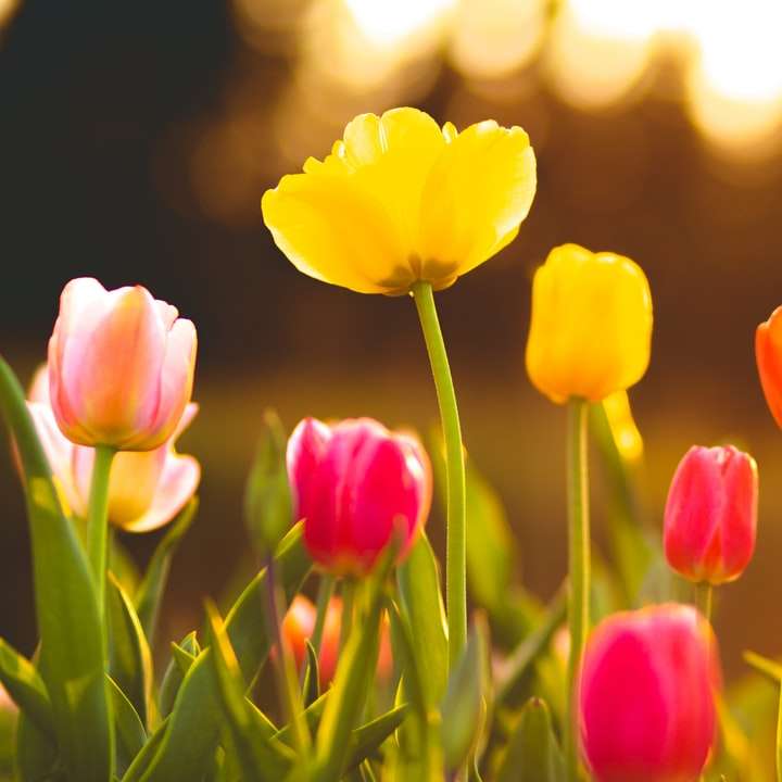 Macro shot photographie de champ de fleurs puzzle coulissant en ligne