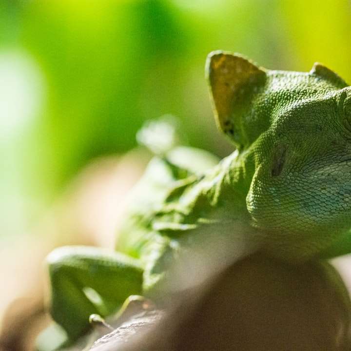 zelený a bílý chameleon na rukou osob online puzzle