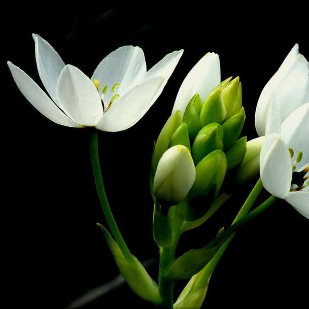 белая звезда Вифлеема цветы крупным планом фотография онлайн-пазл