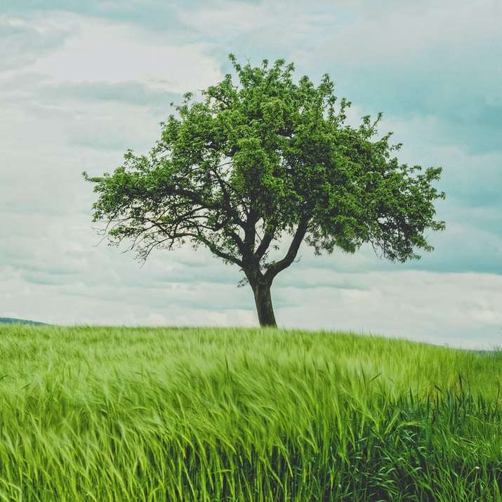 zielone drzewo na użytkach zielonych w ciągu dnia puzzle przesuwne online