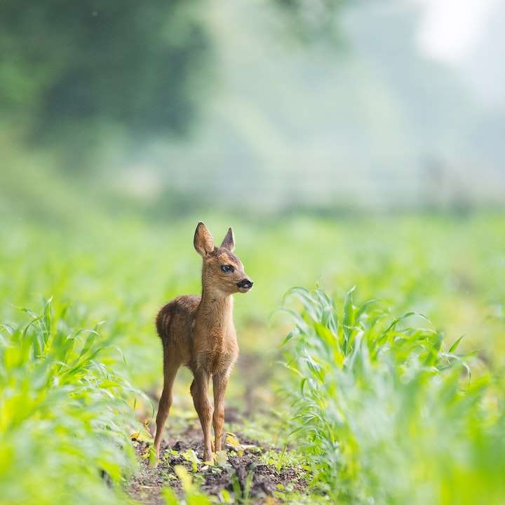 beige baby deer on brown soil between green grasses sliding puzzle online