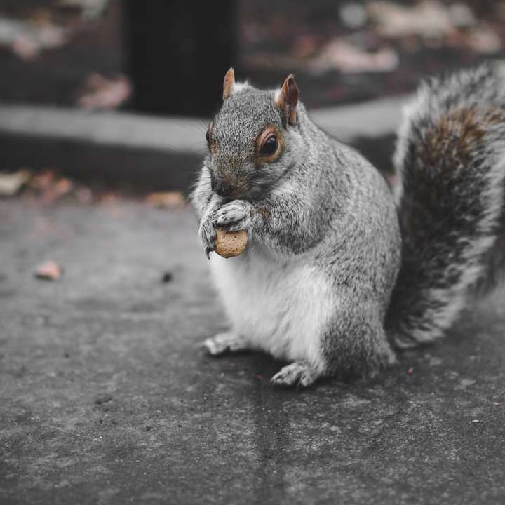 Eichhörnchen, das Obst isst Online-Puzzle
