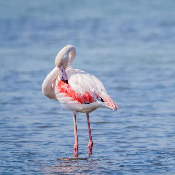 pink flamingo on body of water during daytime sliding puzzle online