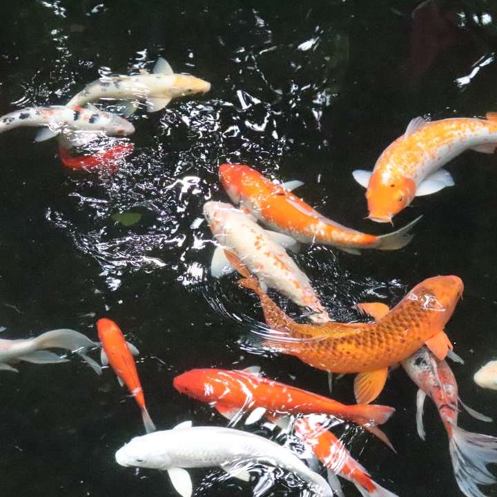 Λευκό και πορτοκαλί ψάρι koi κοντινό πλάνο συρόμενο παζλ online