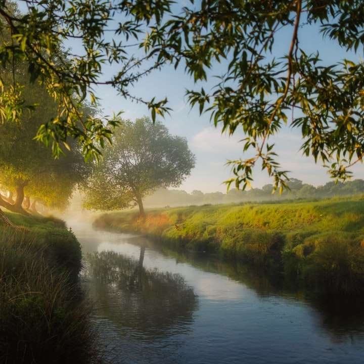 river beside trees and grass field online puzzle