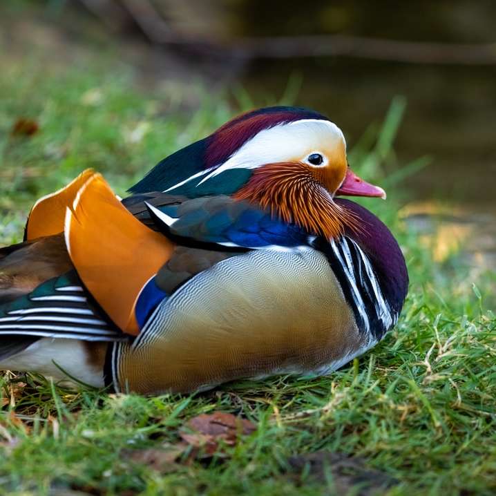 brown white and black duck on green grass during daytime sliding puzzle online