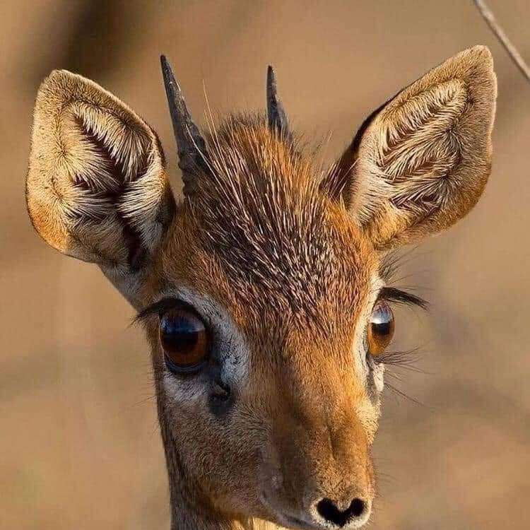 a small snout with big beautiful eyes online puzzle
