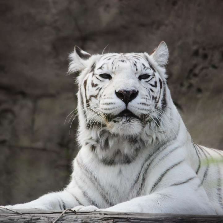 бял тигър, лежащ на земята онлайн пъзел