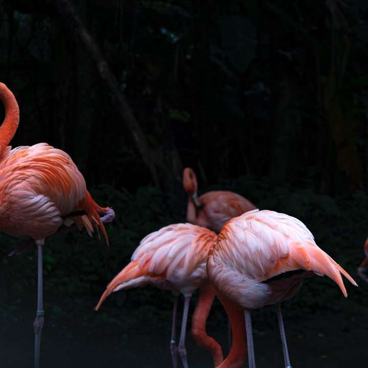 Flamingos rosa na água durante o dia puzzle online