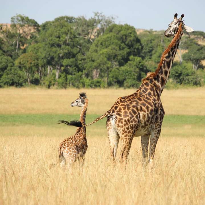 żyrafa z młodymi pasącymi się na polu puzzle przesuwne online