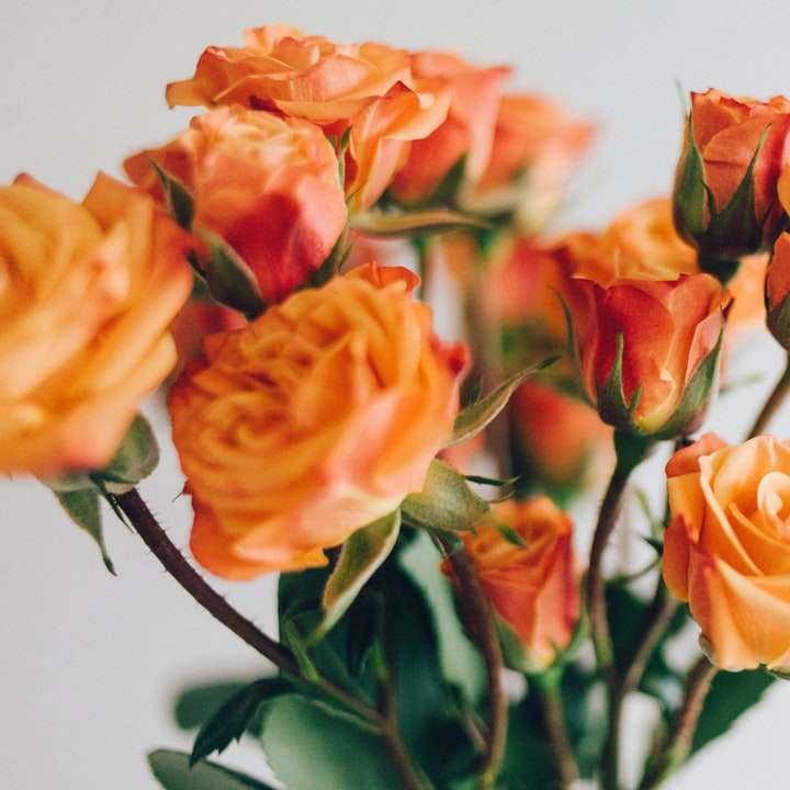 κοντινό πλάνο φωτογραφία με πορτοκαλί τριαντάφυλλα συρόμενο παζλ online