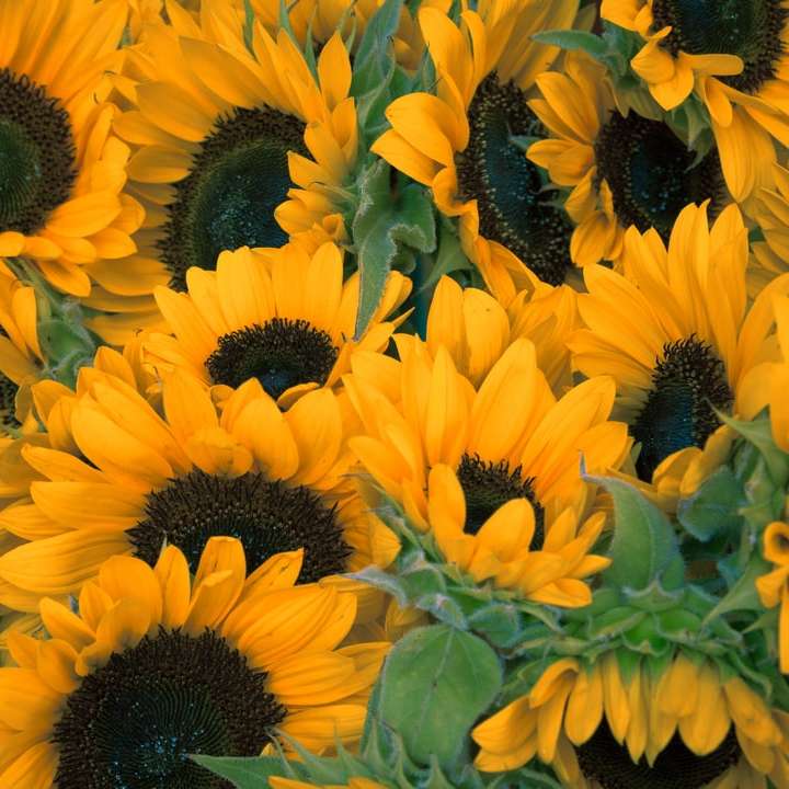 Strauß Sonnenblumen Schiebepuzzle online