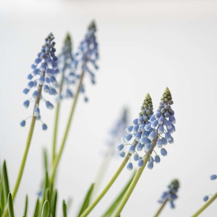 photo of blue flowers sliding puzzle online