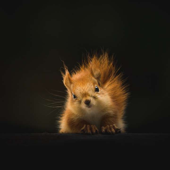 scoiattolo marrone su sfondo nero puzzle scorrevole online
