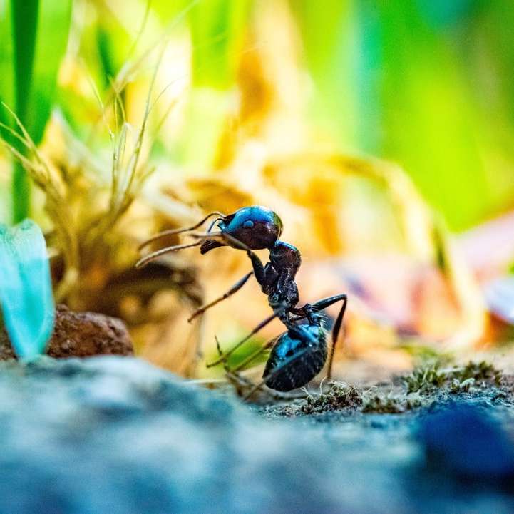 Cerrar foto de hormiga negra delante de la planta rompecabezas en línea