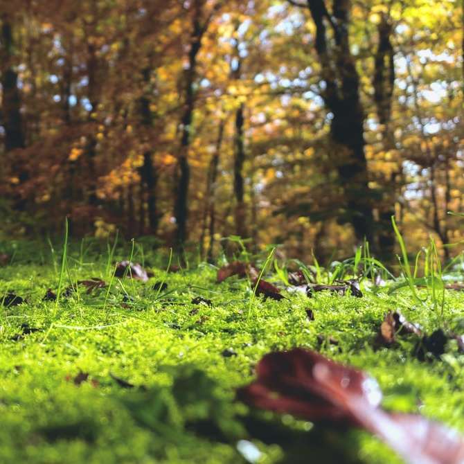 Photographie de mise au point sélective de feuilles fanées sur l'herbe puzzle coulissant en ligne