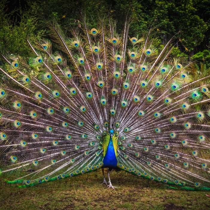 peacock on green grass field during daytime online puzzle