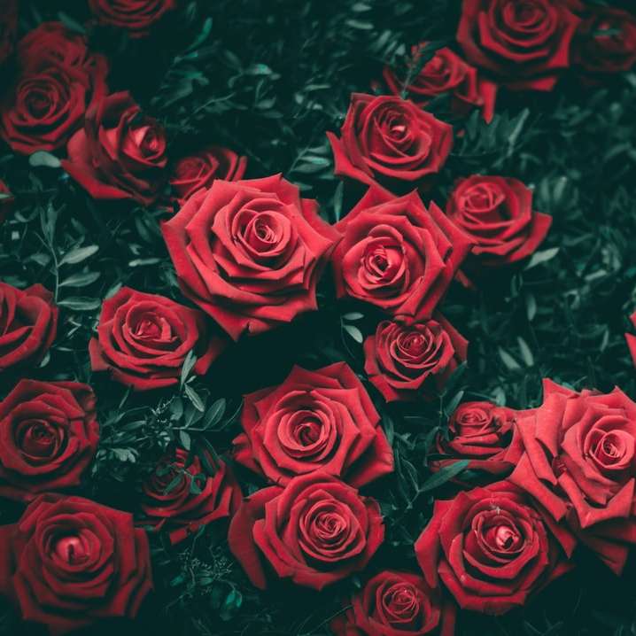 κόκκινο τριαντάφυλλο λουλούδια online παζλ