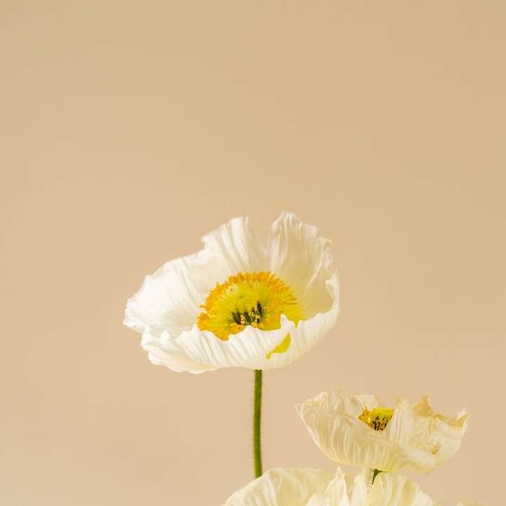 vit blomma med grön stjälk glidande pussel online
