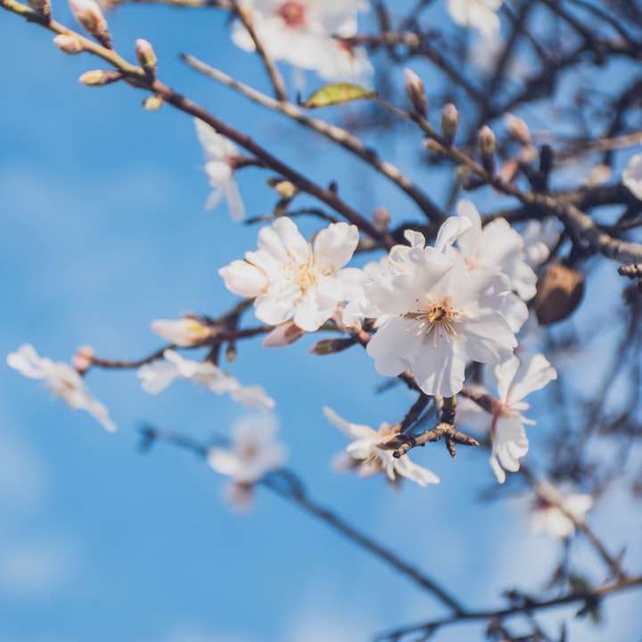 白い花びらの花浅い焦点の写真 オンラインパズル