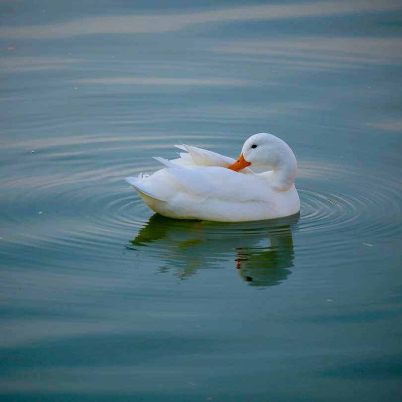 biała kaczka w zbiorniku wodnym w ciągu dnia puzzle przesuwne online
