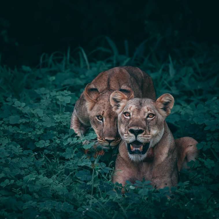 due leonesse su piante verdi puzzle scorrevole online