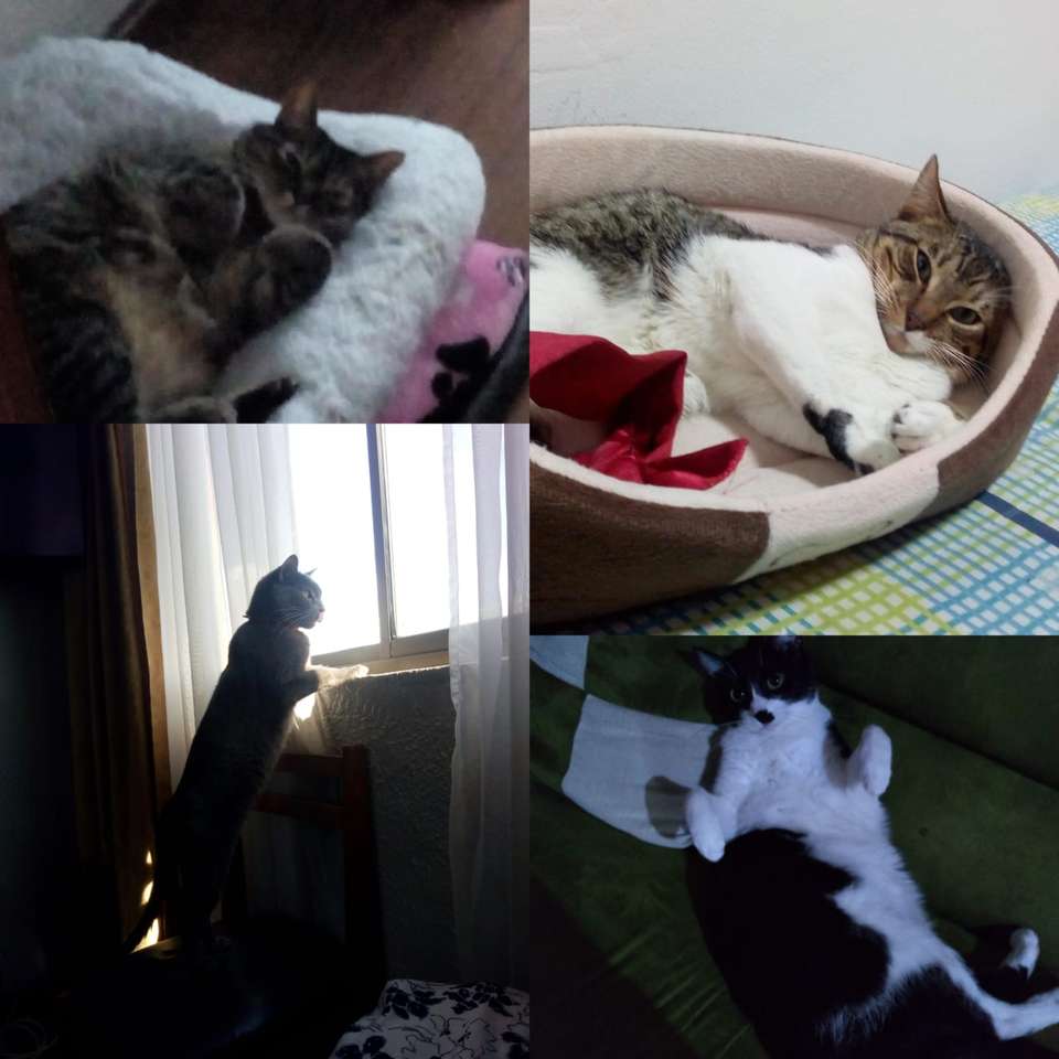 4 speciella katter glidande pussel online