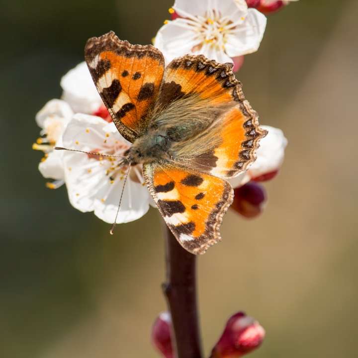 снимка с плитък фокус на лилава пеперуда онлайн пъзел