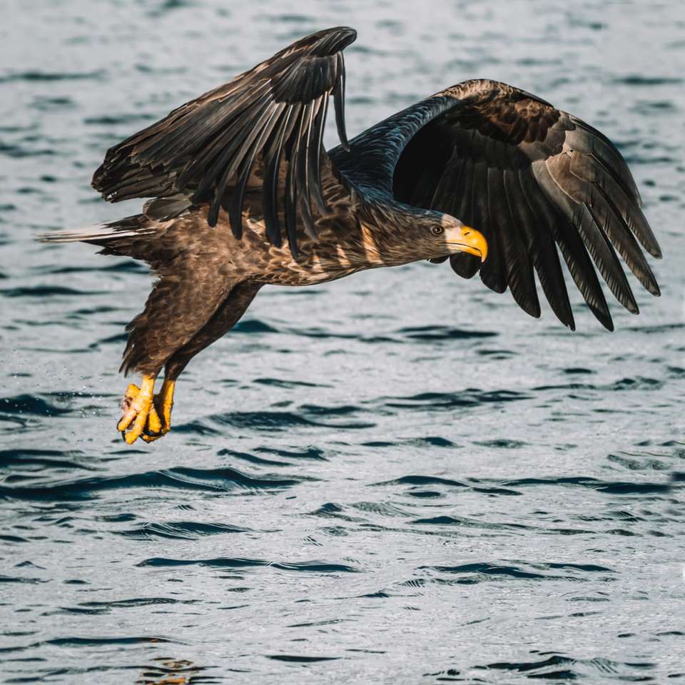 Brauner Adler, der tagsüber über das Meer fliegt Schiebepuzzle online