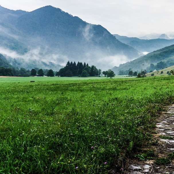 šedá a bílá cesta mezi zelenými rostlinami na rozlehlém údolí posuvné puzzle online