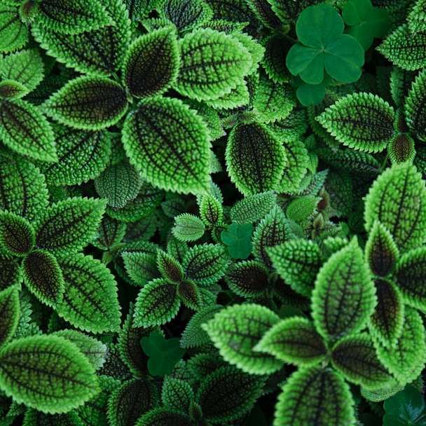 close-up foto van groenbladige plant online puzzel