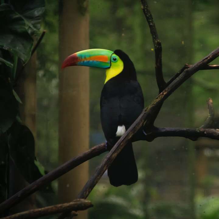 schwarzer gelber und grüner Vogel auf Ast Schiebepuzzle online