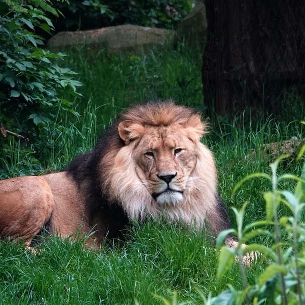 lev ležící na zelené trávě během dne online puzzle