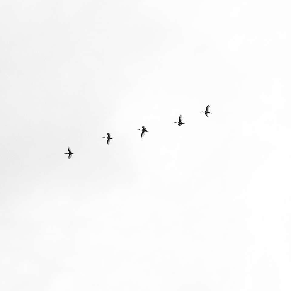 cinco pájaros negros volando en el cielo puzzle deslizante online