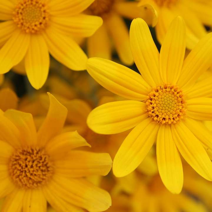 žlutý květ v makro snímku online puzzle
