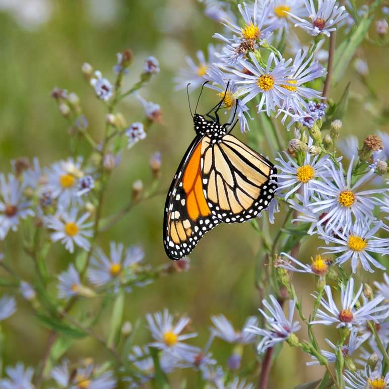 żółty motyl przysiadający na białym kwiatku puzzle online