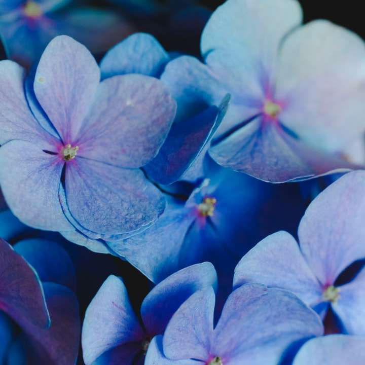 fioletowy kwiat o płatkach puzzle przesuwne online
