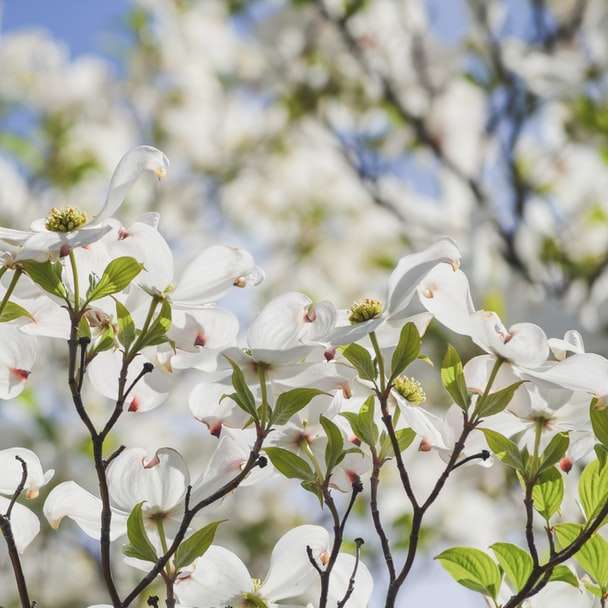 λευκό λουλούδι με πέταλα συρόμενο παζλ online