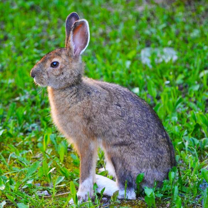 hnědý králík na zelené trávě během dne posuvné puzzle online