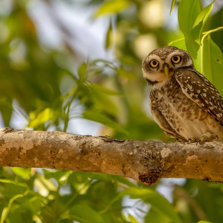 brown owl on brown tree branch during daytime online puzzle